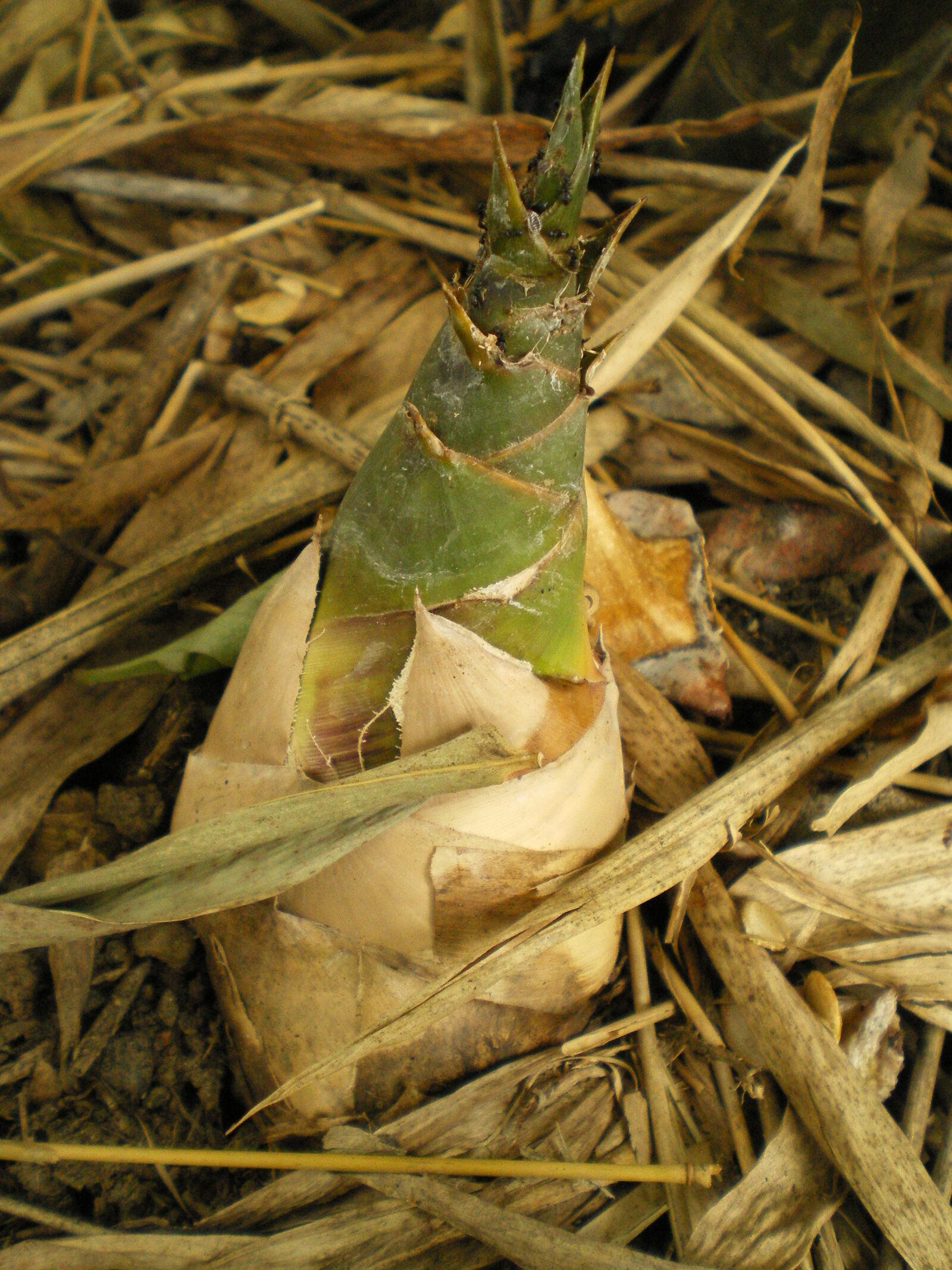 Pentax OPTIO M30 sample photo. Bamboo, bamboo, shoot, bambuseae photography