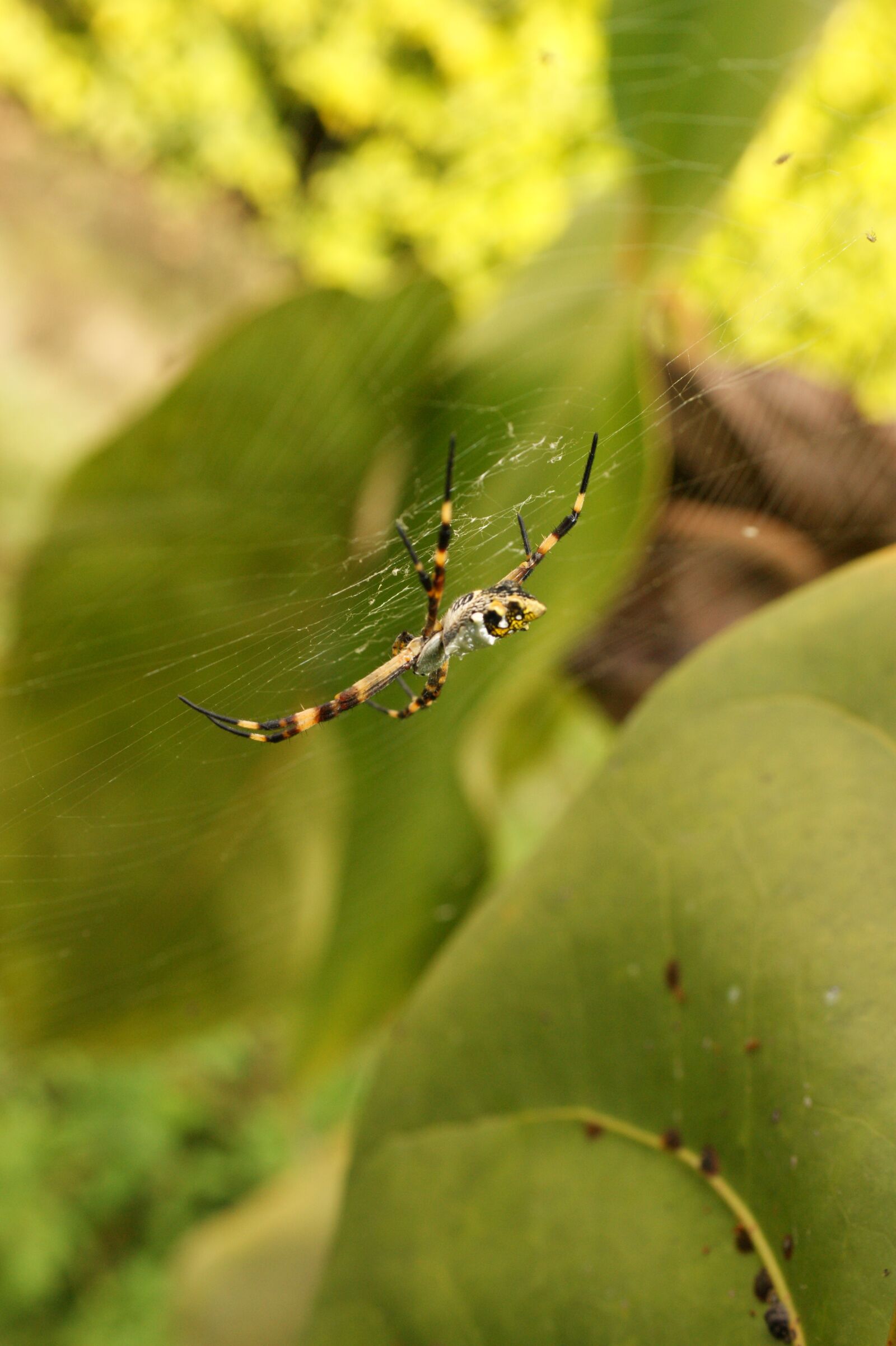 Sony Alpha DSLR-A390 sample photo. Nature, in, the photography