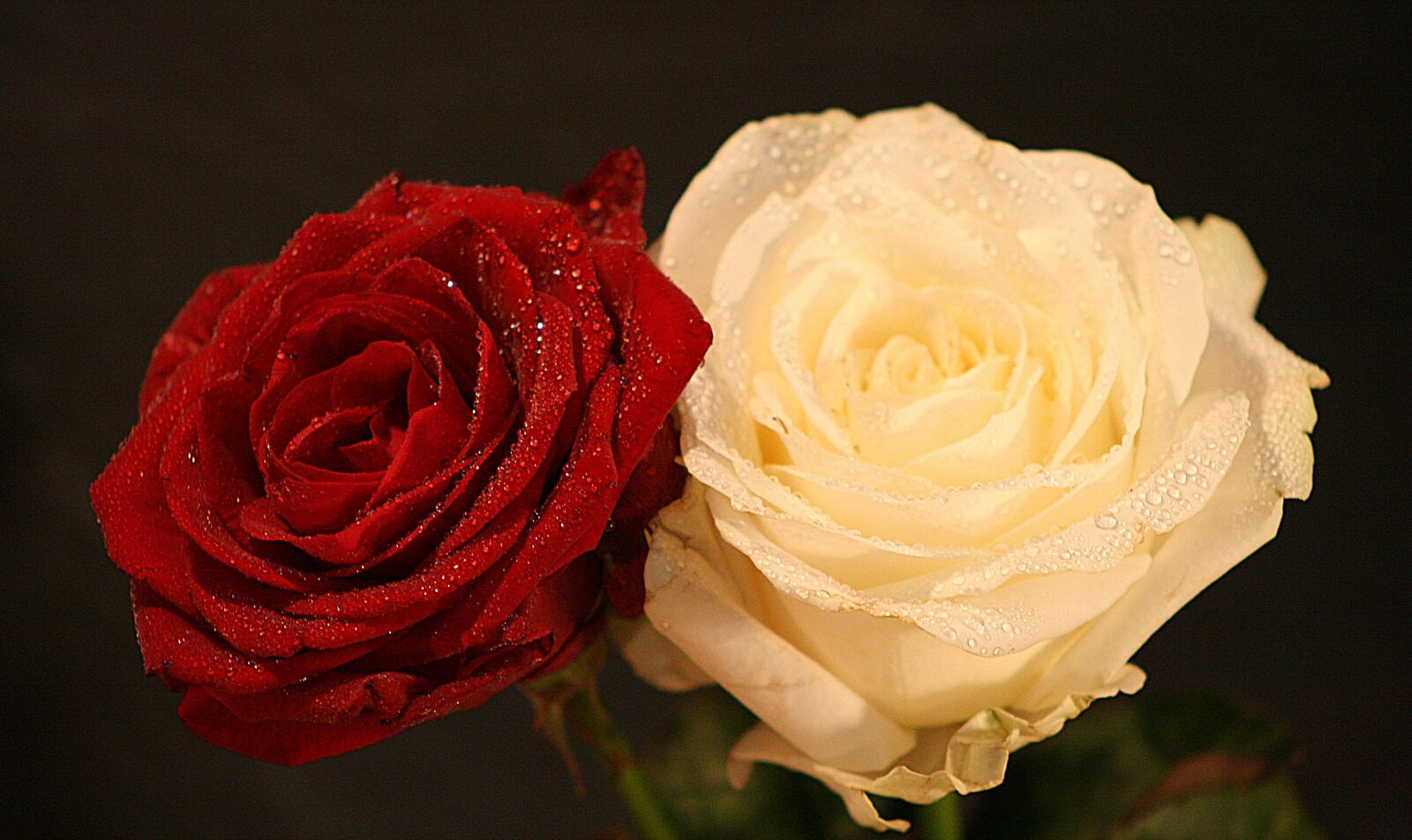 Canon EOS 400D (EOS Digital Rebel XTi / EOS Kiss Digital X) sample photo. Rose, flower, petal photography