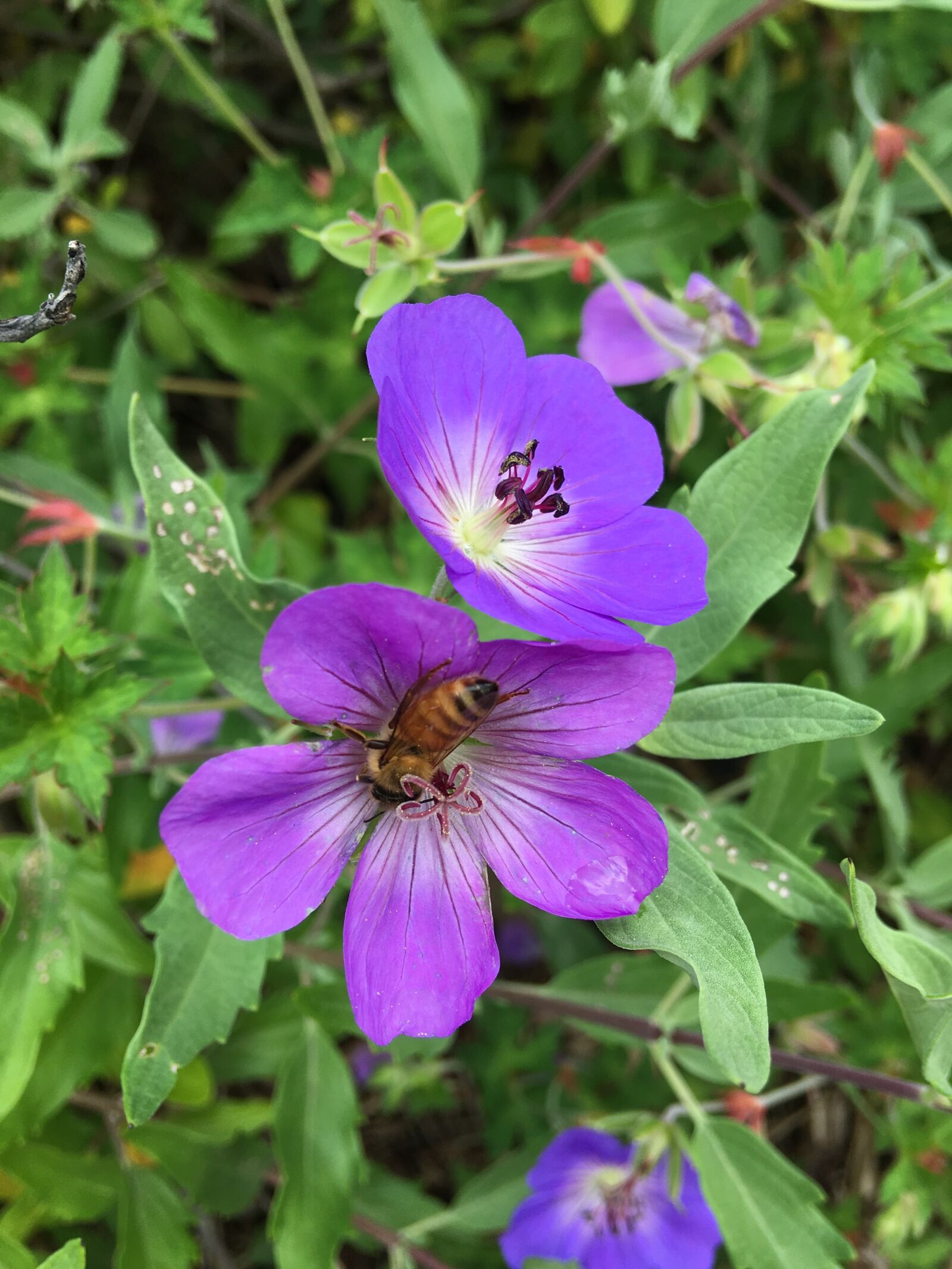 Apple iPhone 6s Plus sample photo. Nature, flower, garden photography
