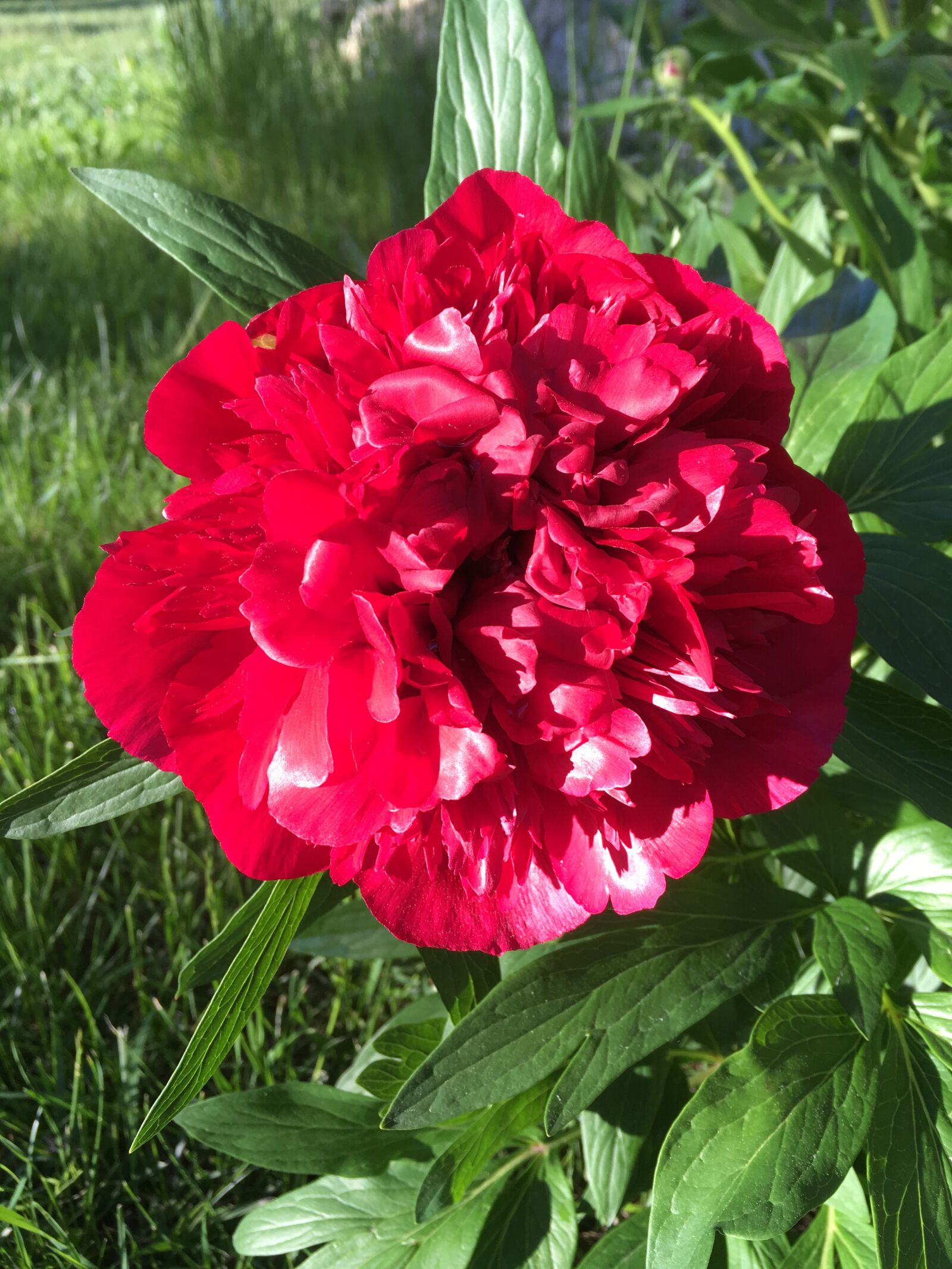iPhone SE back camera 4.15mm f/2.2 sample photo. Peony, flower, peonies photography
