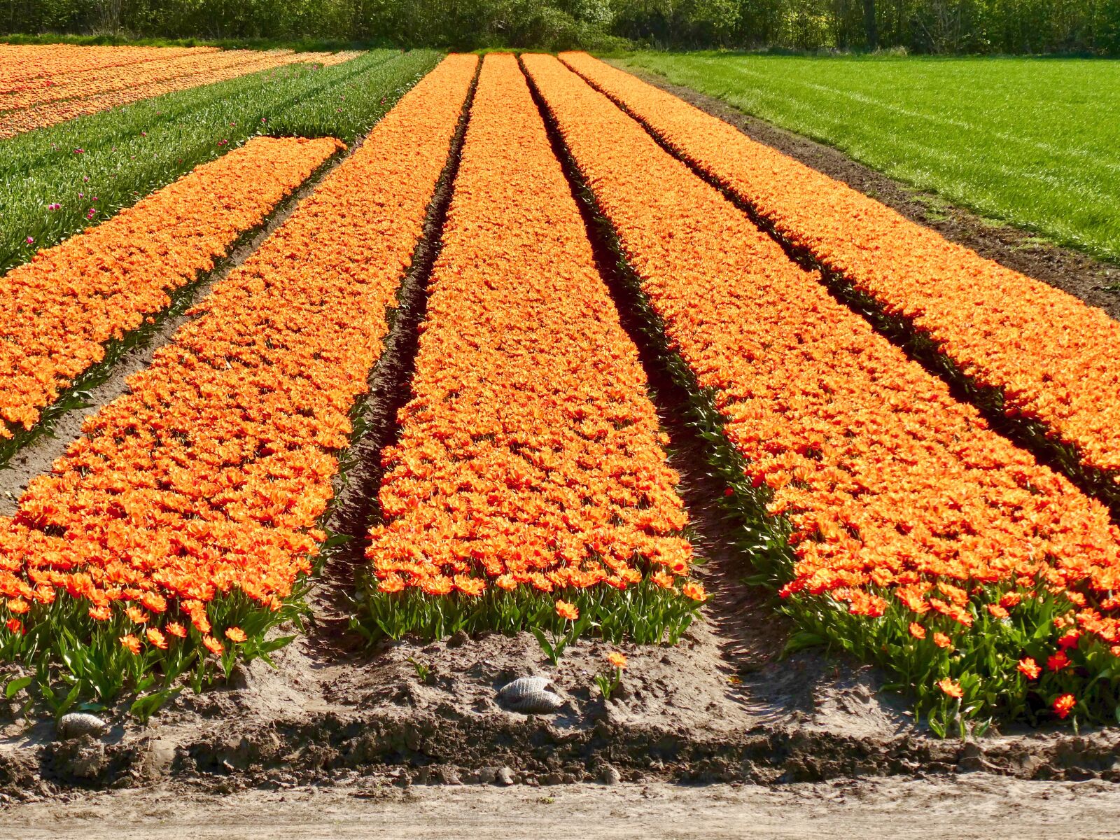 Panasonic Lumix DC-ZS70 (Lumix DC-TZ90) sample photo. Rows, tulips, bulbs photography