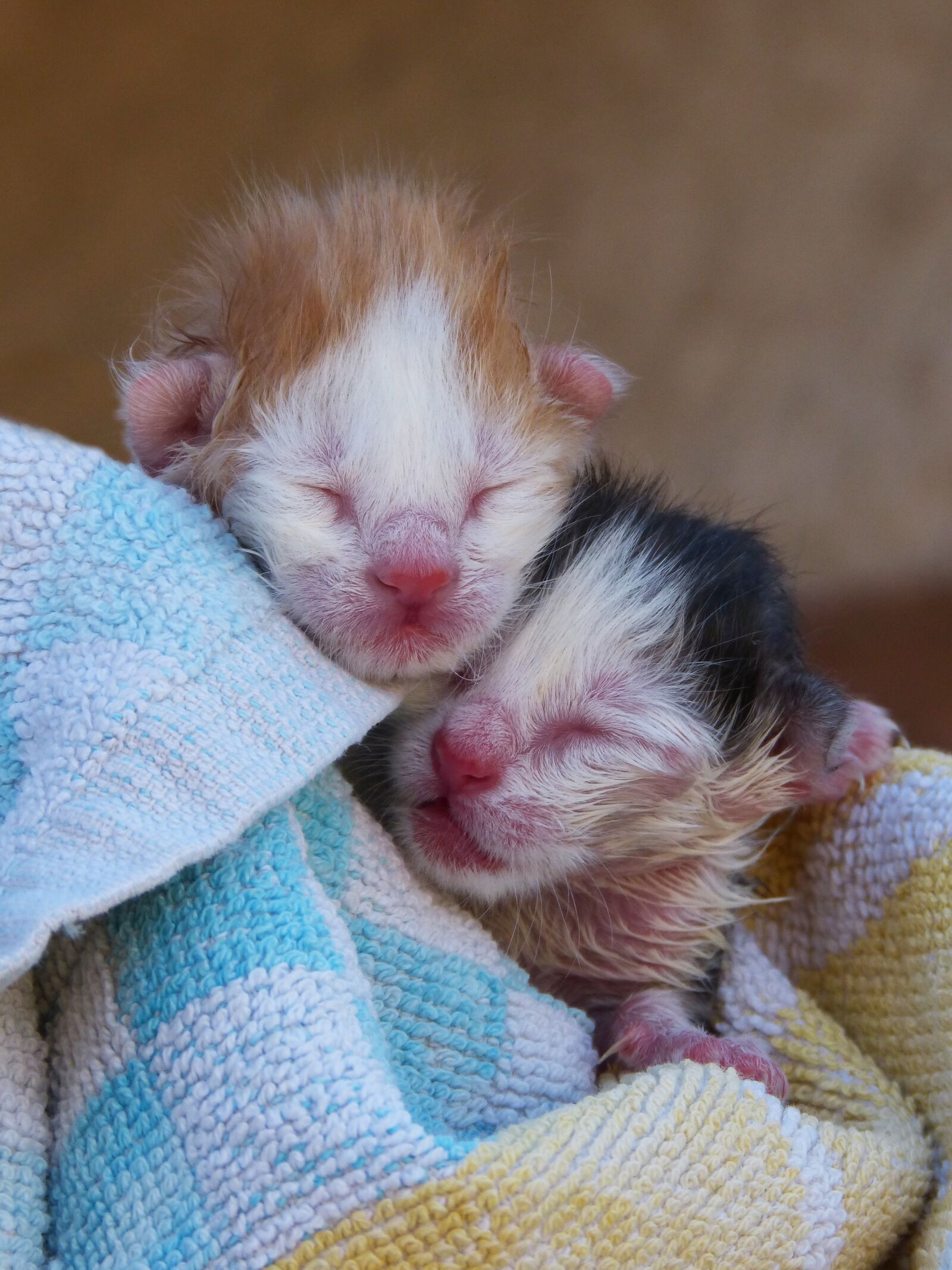 Panasonic DMC-FZ62 sample photo. Kittens, cahorros, newborn infants photography