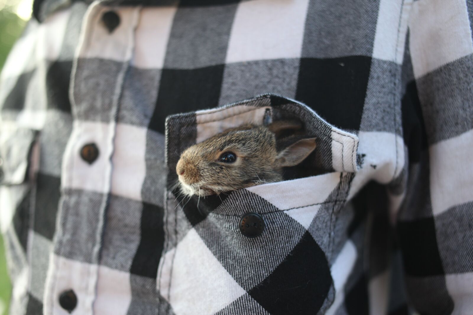 Canon EOS 5D Mark II sample photo. Rabbit, bunny, animal photography