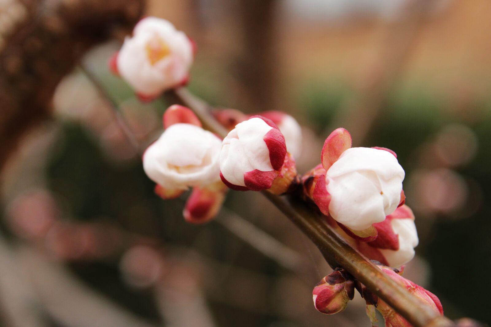 Canon EOS 2000D (EOS Rebel T7 / EOS Kiss X90 / EOS 1500D) sample photo. Apricot tree, tree, apricots photography