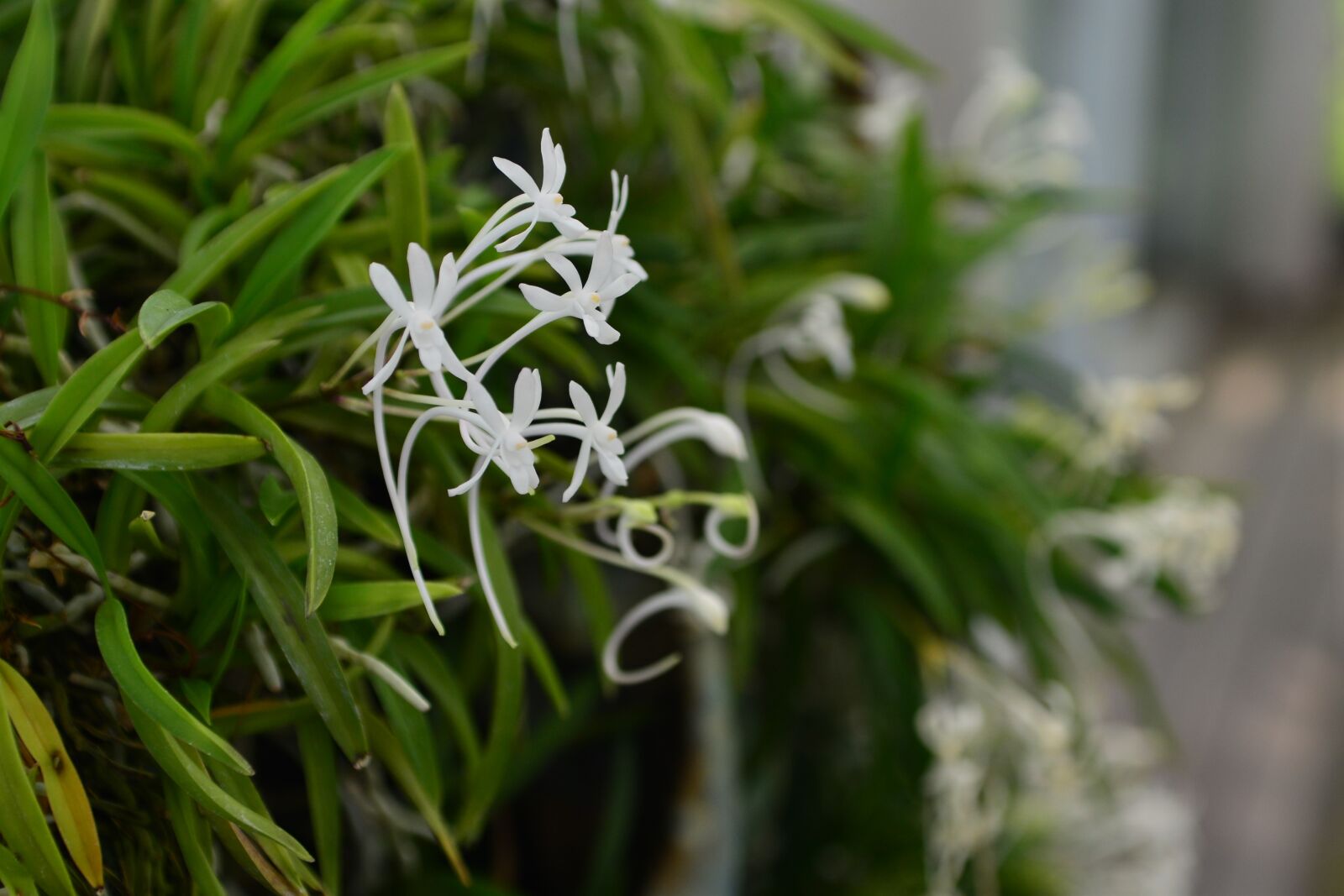 Nikon D600 sample photo. Flowers, botanical garden, nature photography