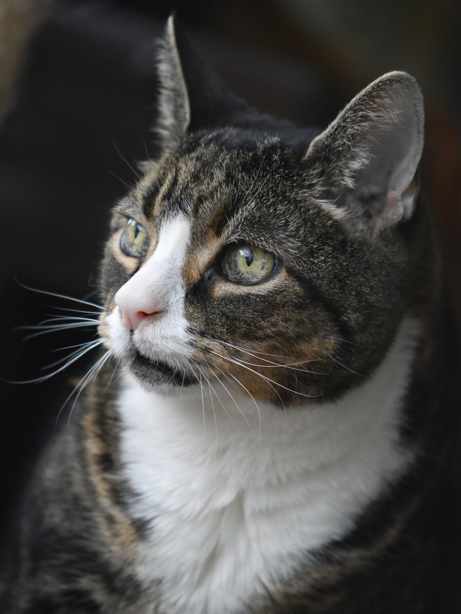 Nikon D5600 sample photo. Cat, old cat, pet photography