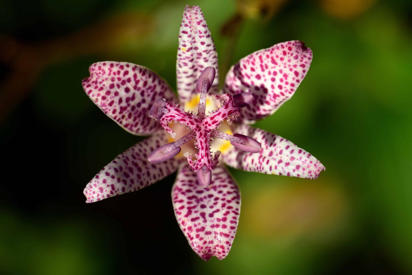 Nikon D3300 sample photo. Flower, nature, flora, herb photography