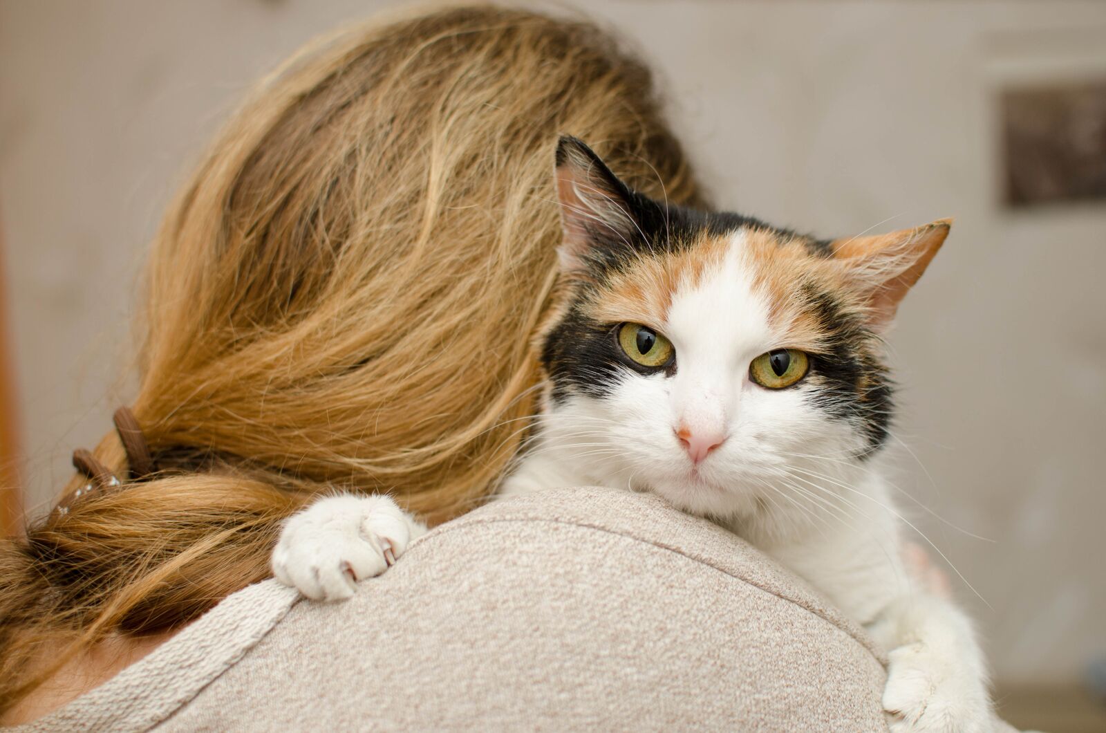 Nikon D7000 sample photo. Cat, kitten, domestic cat photography