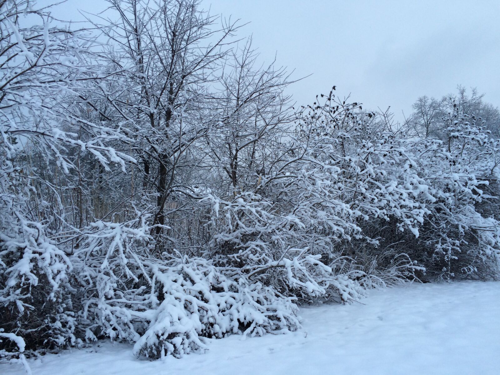 Apple iPhone 5s sample photo. Snow, winter, trees photography