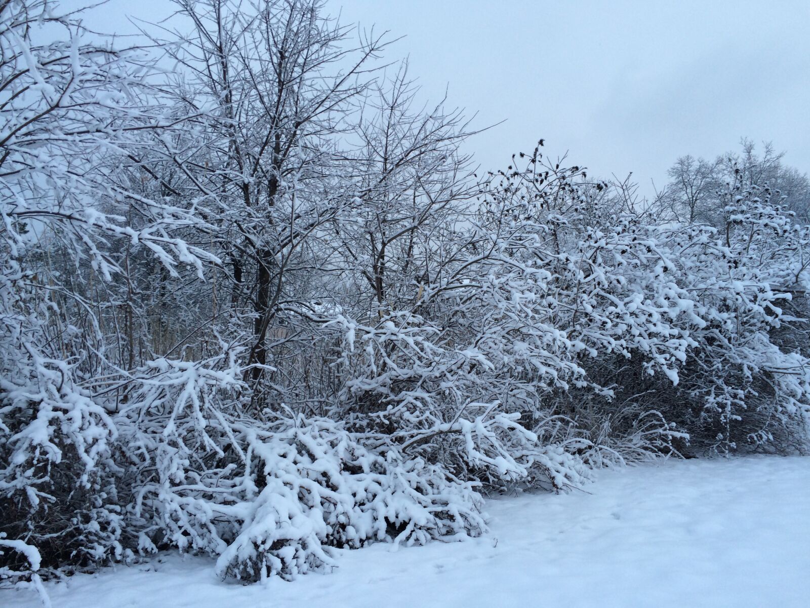 iPhone 5s back camera 4.15mm f/2.2 sample photo. Snow, winter, trees photography