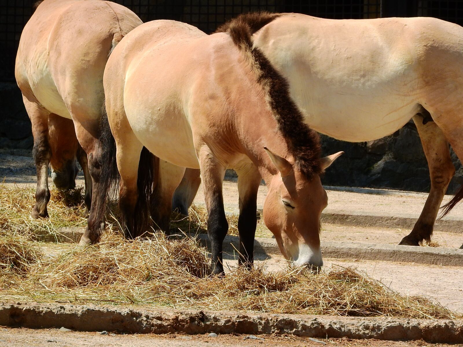 Nikon Coolpix P610 sample photo. Przewalski's horse, equus przewalskii photography