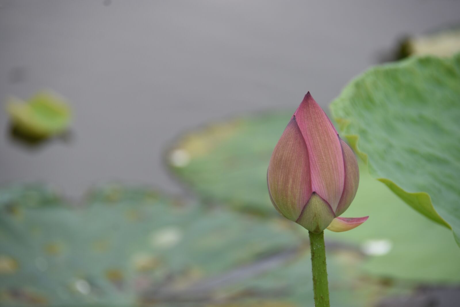 Nikon D7200 sample photo. Lily, blooming, ao photography
