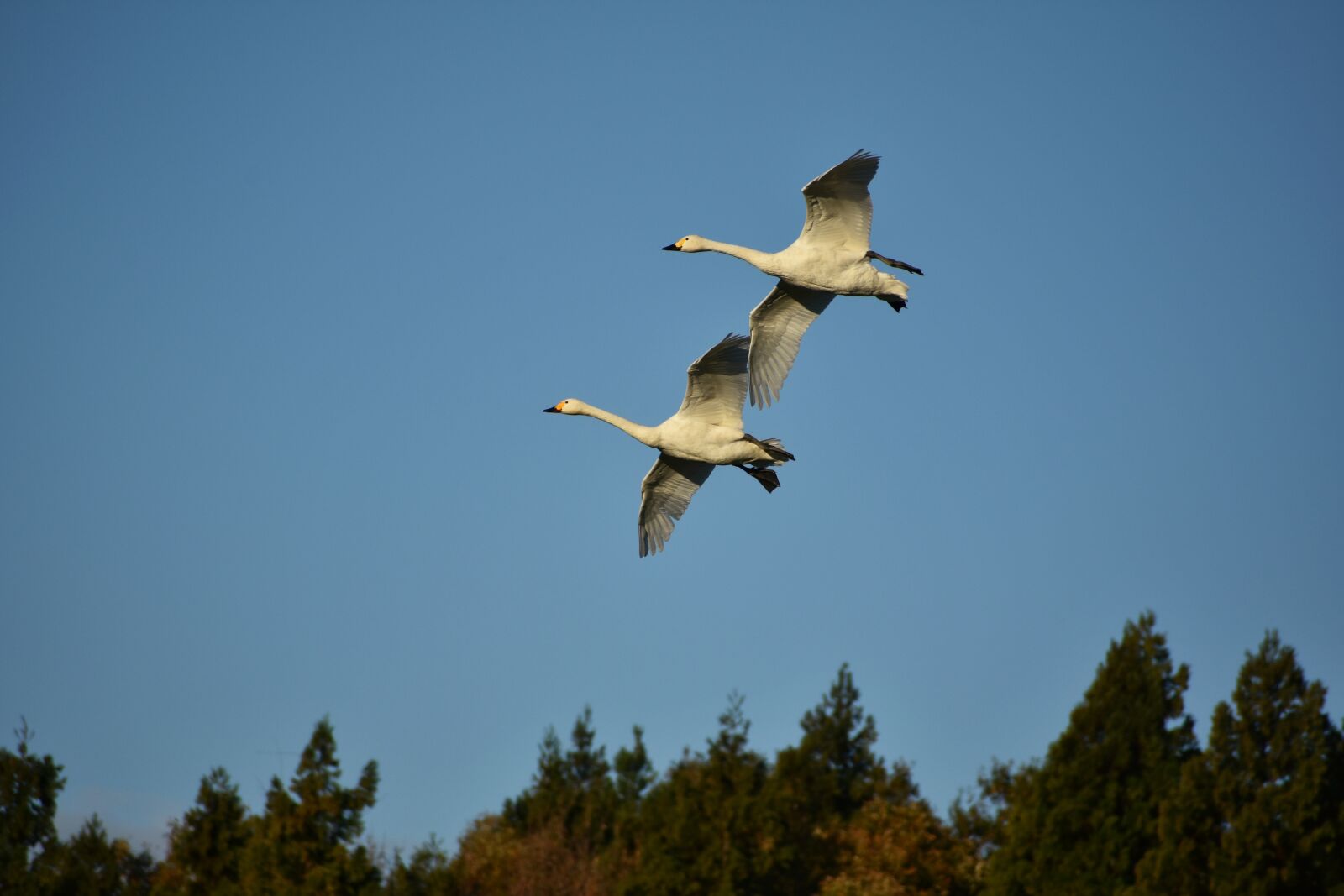 Nikon D7200 sample photo. Animal, sky, morning photography