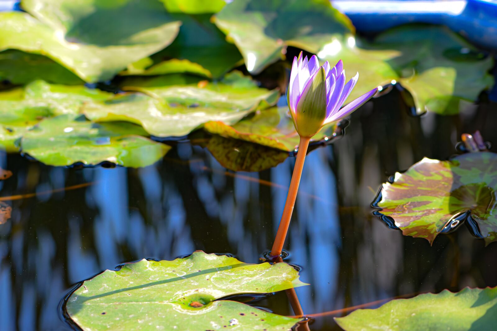 Nikon D5600 sample photo. Earth hour, flower, just photography