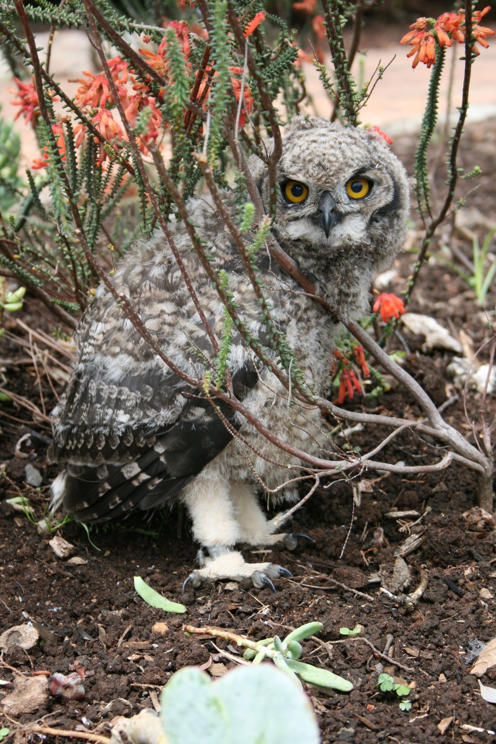 Canon EOS 400D (EOS Digital Rebel XTi / EOS Kiss Digital X) sample photo. Juvenile owl, kirstenbosch, botanical photography