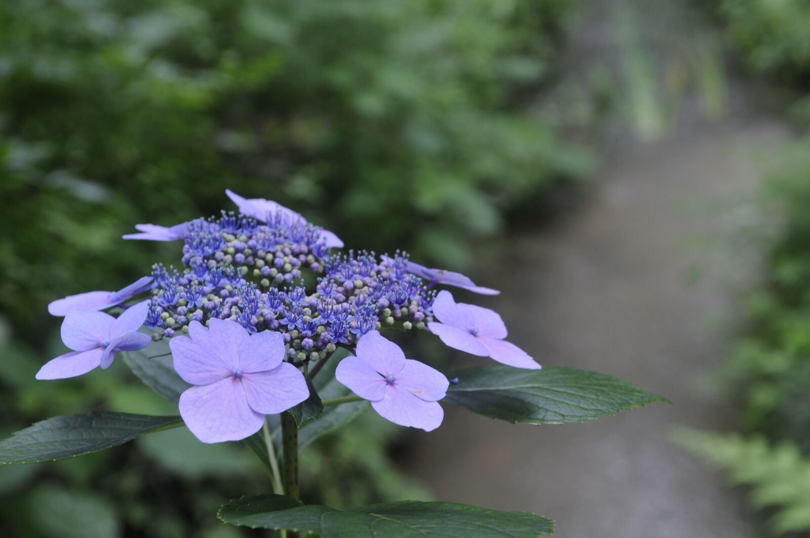 Nikon D300S sample photo. Viburnum, natural, plant photography
