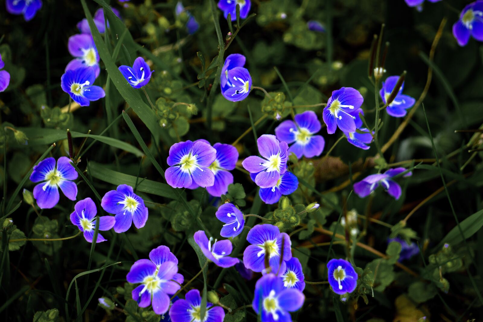 Sony E 55-210mm F4.5-6.3 OSS sample photo. Flowers, meadow, grass photography
