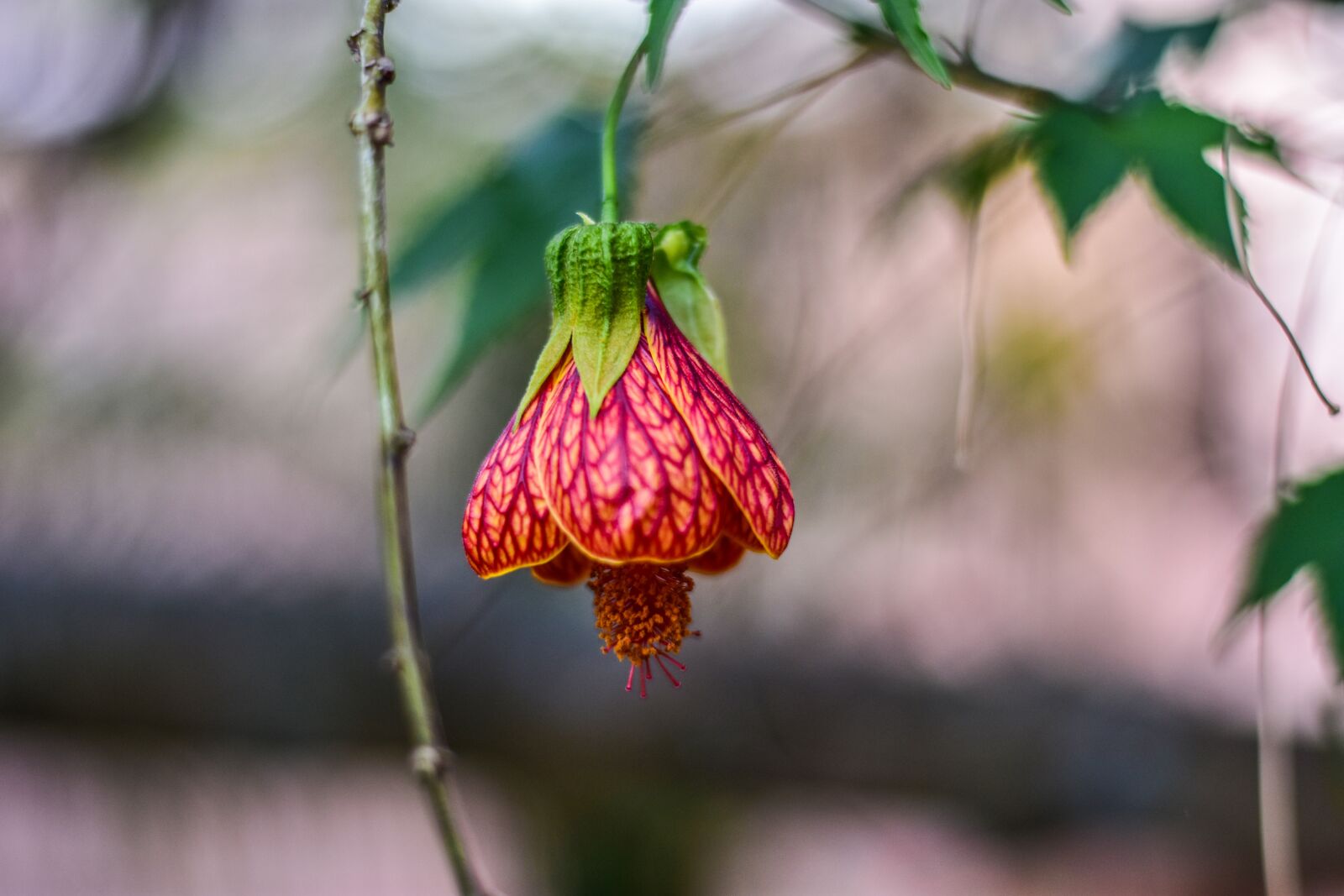Nikon D3400 sample photo. Cute flower, flower, beauty photography
