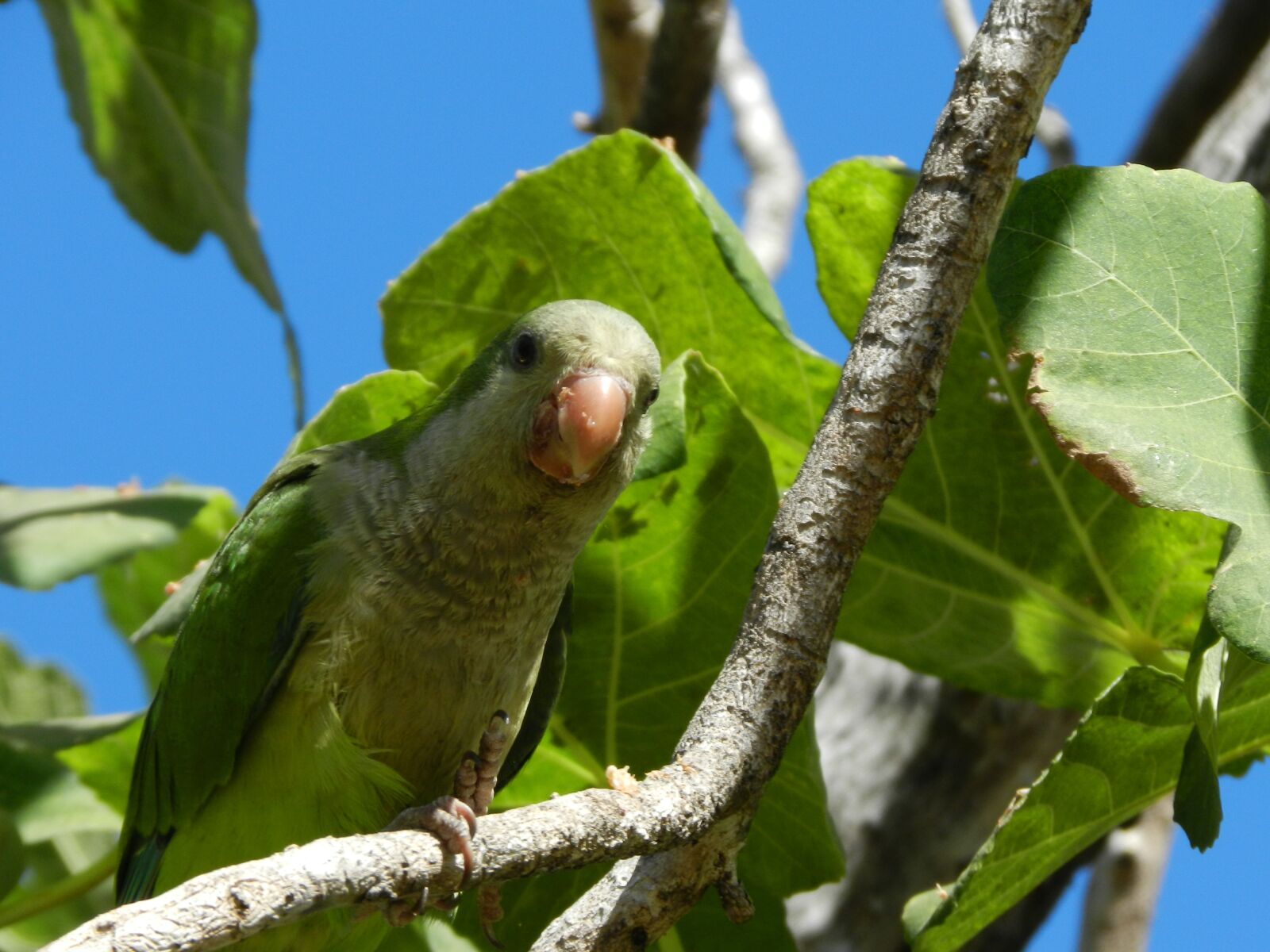 Nikon Coolpix P500 sample photo. Nature, birds, pappagallo photography