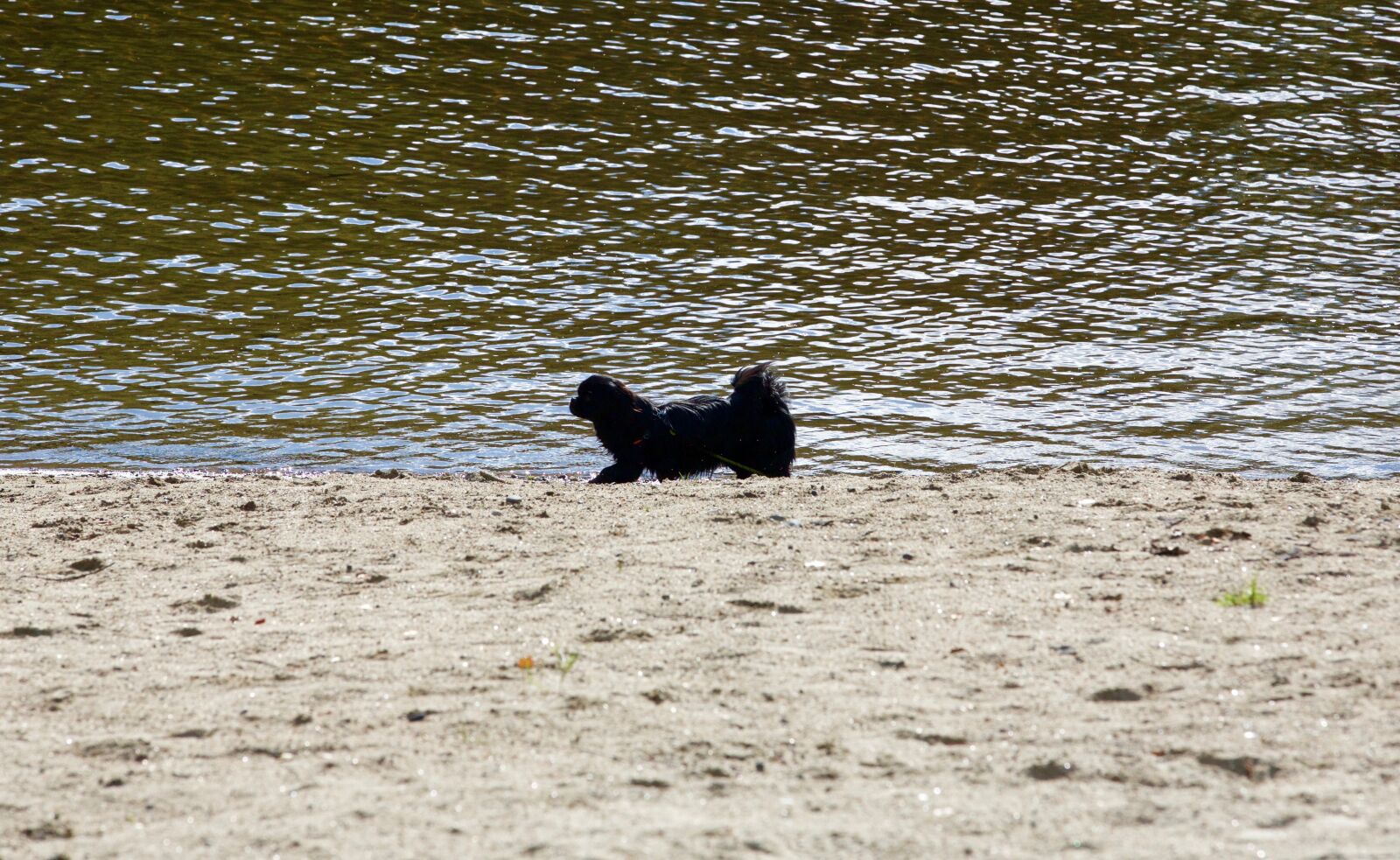 Canon EOS 5D Mark III sample photo. Dog, beach, sea photography
