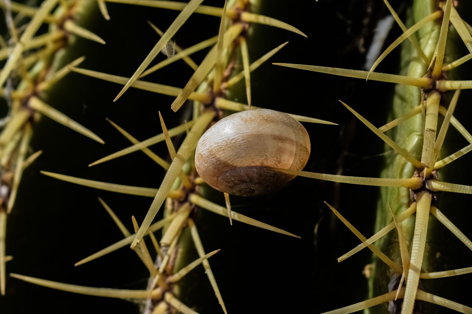 Nikon D3300 sample photo. Cactus, thorn, shell photography