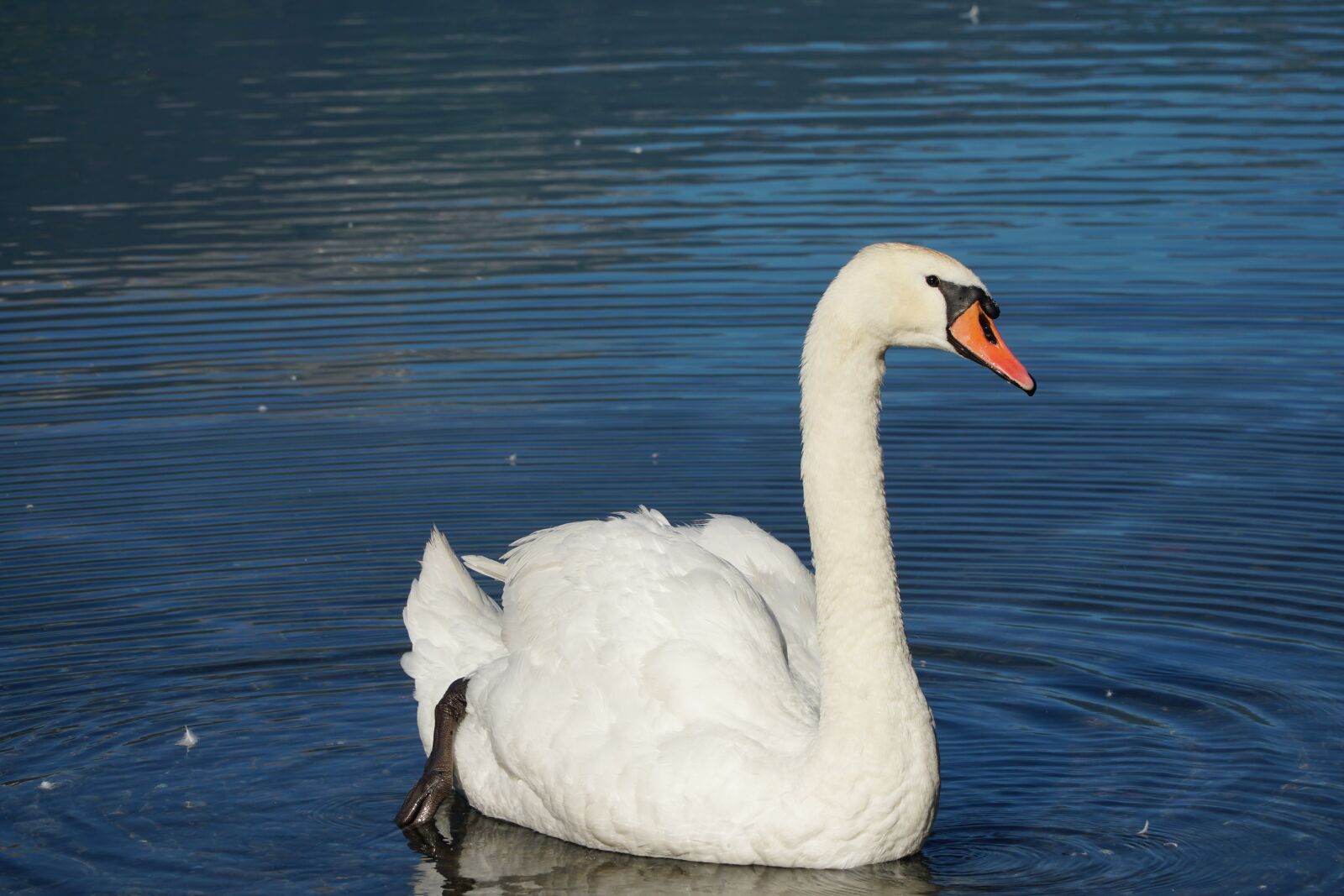 Sony E PZ 18-105mm F4 G OSS sample photo. Swan, lake, walensee photography
