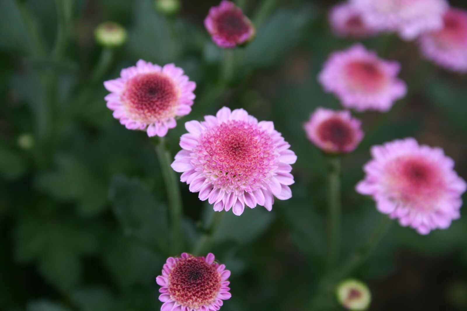 Canon EOS 350D (EOS Digital Rebel XT / EOS Kiss Digital N) sample photo. Flowers, nature, plants photography