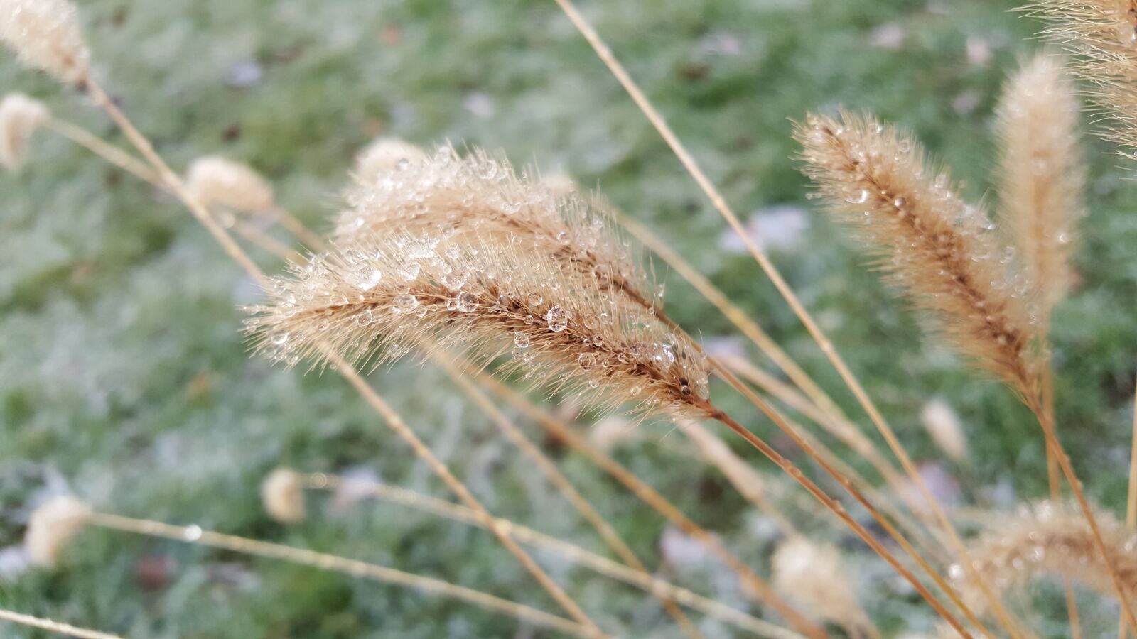 Samsung Galaxy S6 sample photo. Nature, rain, plant photography
