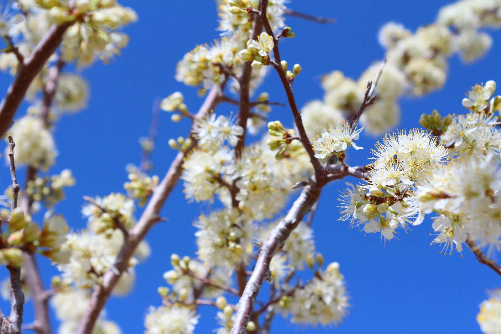 Canon EOS 650D (EOS Rebel T4i / EOS Kiss X6i) + Canon EF-S 18-55mm F3.5-5.6 IS II sample photo. Fruit tree, blossoms, plum photography