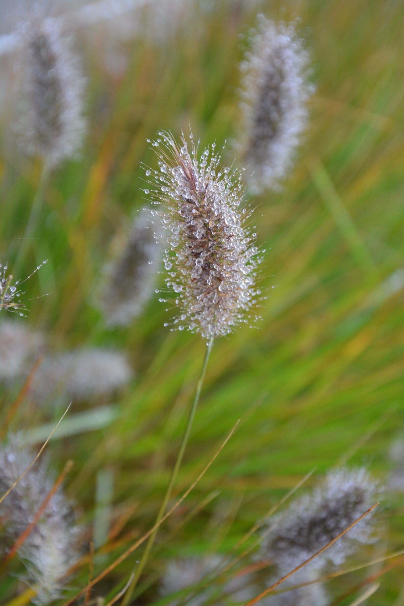 Nikon D5200 sample photo. Plants are nicely browned photography