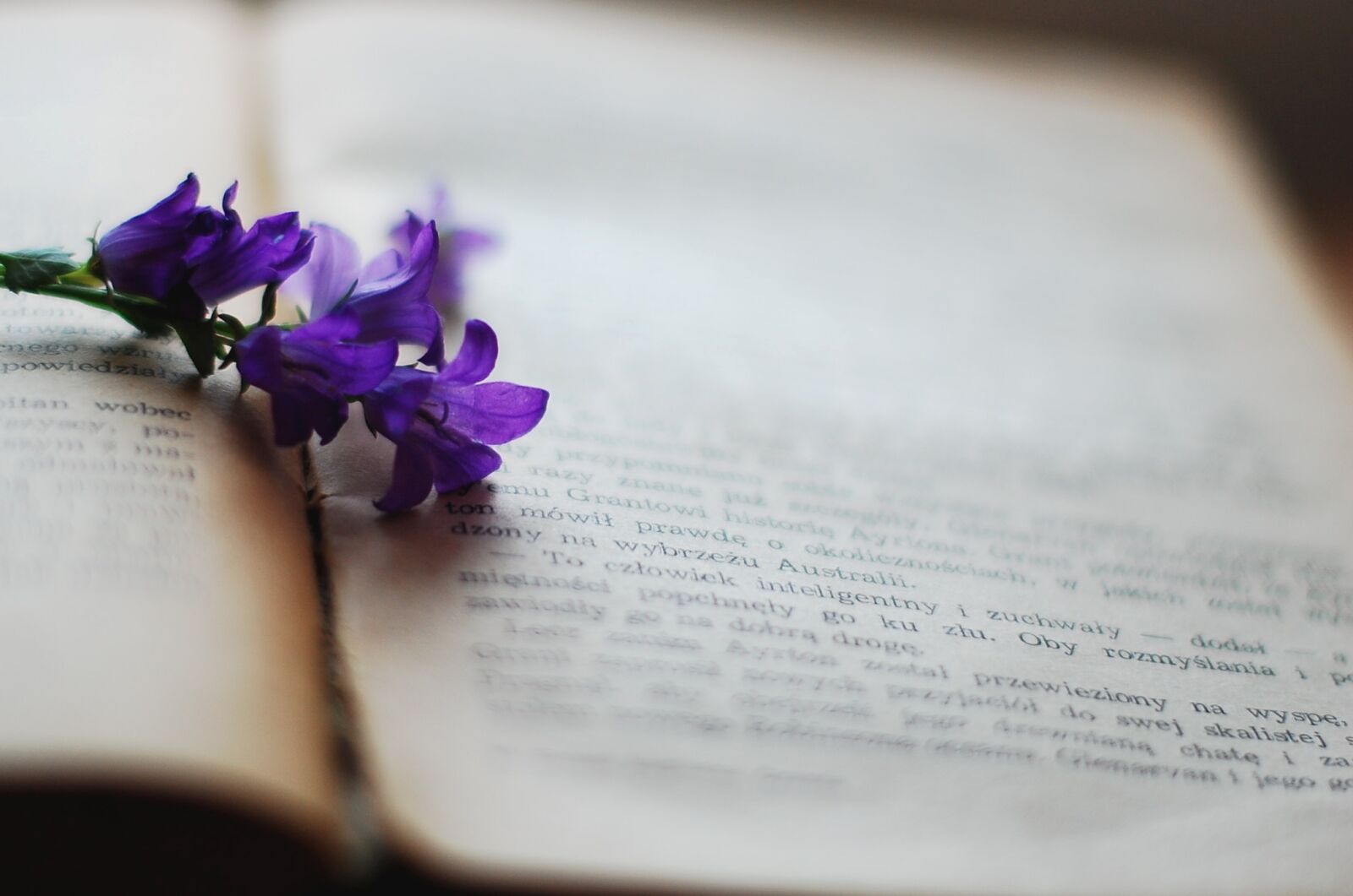 Nikon D40 sample photo. Book, flower, violet photography