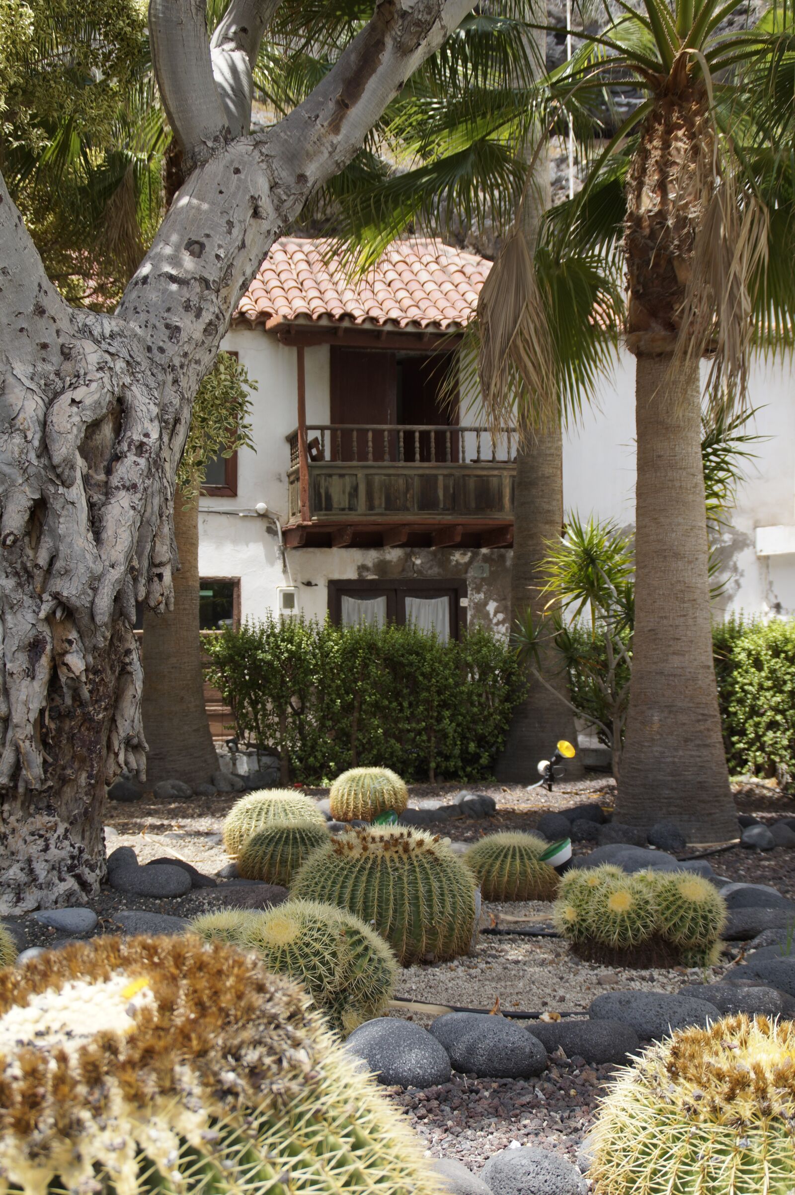 Sony SLT-A58 sample photo. Cactus, cactus garden, cottage photography