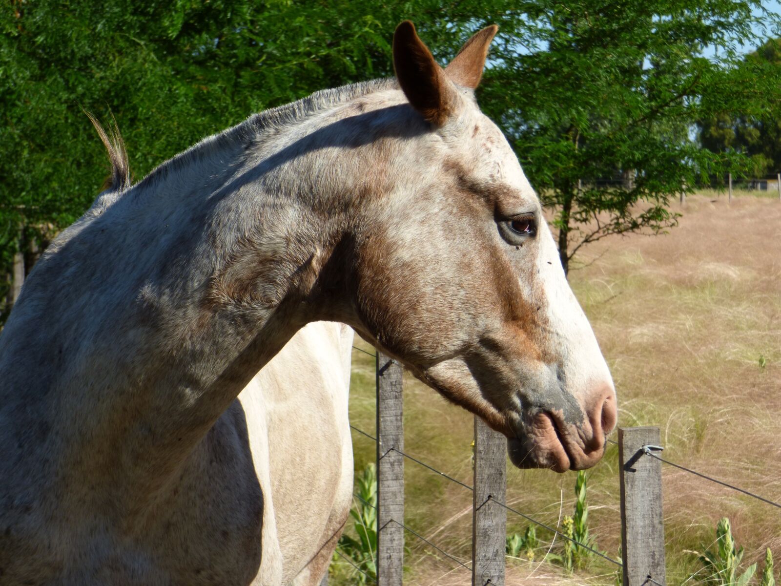 Panasonic Lumix DMC-FZ70 sample photo. Equine, animal, four legged photography
