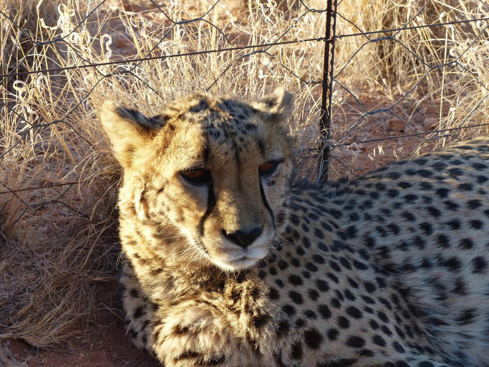 Panasonic Lumix DMC-FZ200 sample photo. Cheetah, tame, nambia photography
