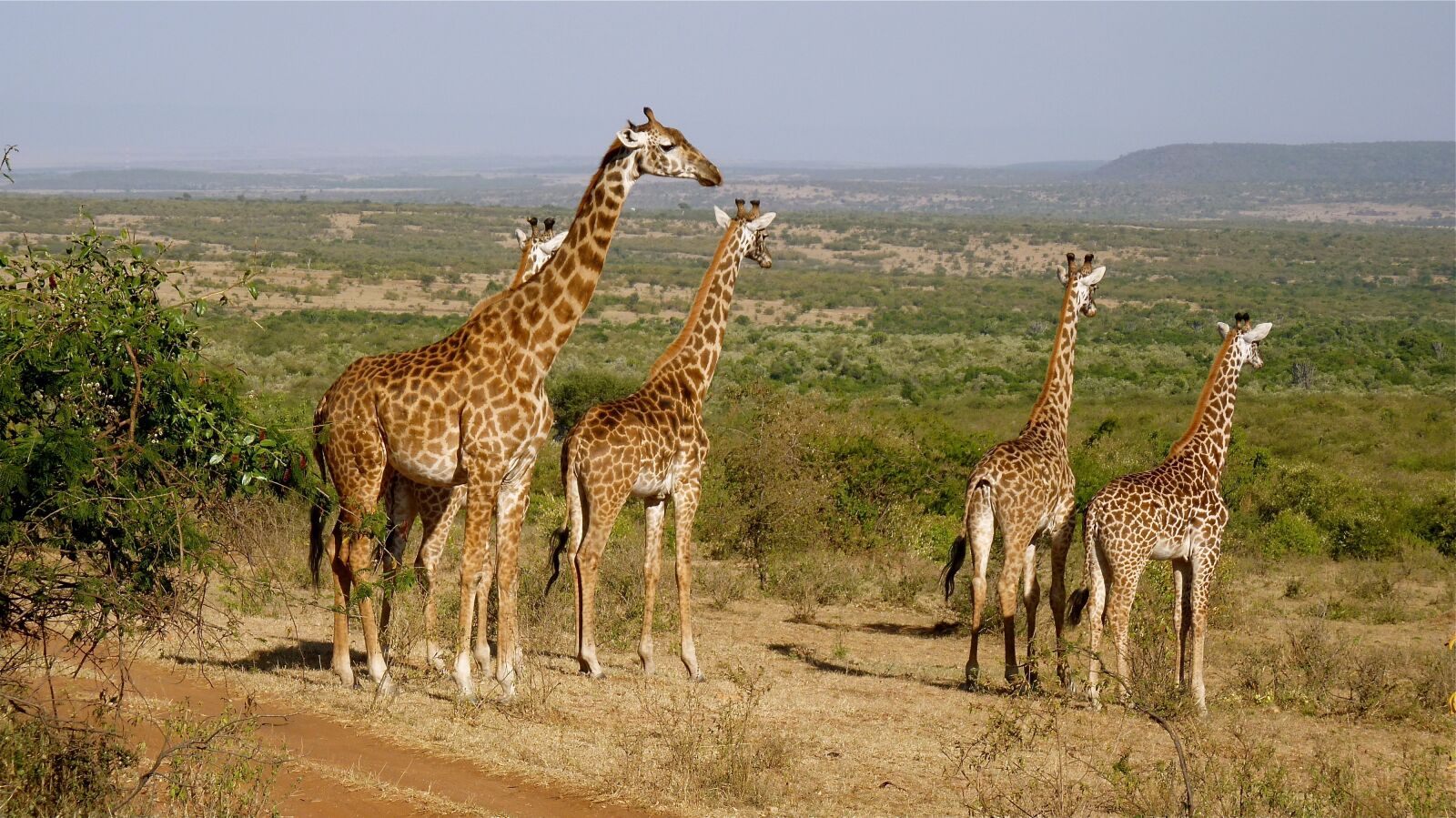 Panasonic Lumix DMC-FZ35 (Lumix DMC-FZ38) sample photo. Giraffes, kenya, national park photography