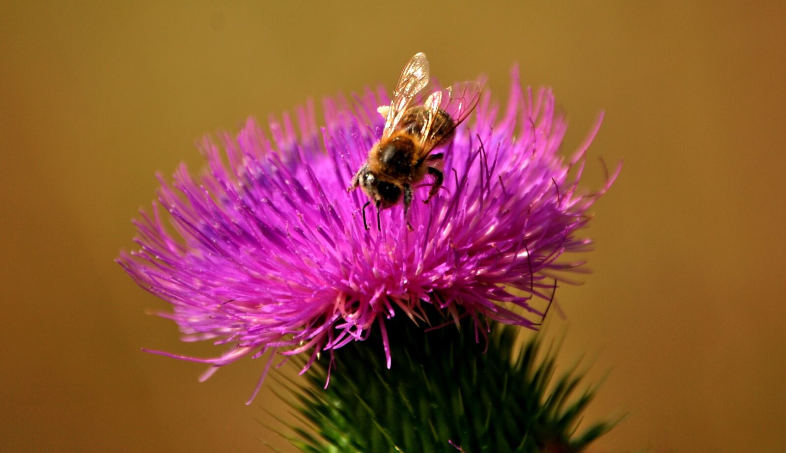 Nikon D5000 sample photo. Bees, thistle, silymarin photography