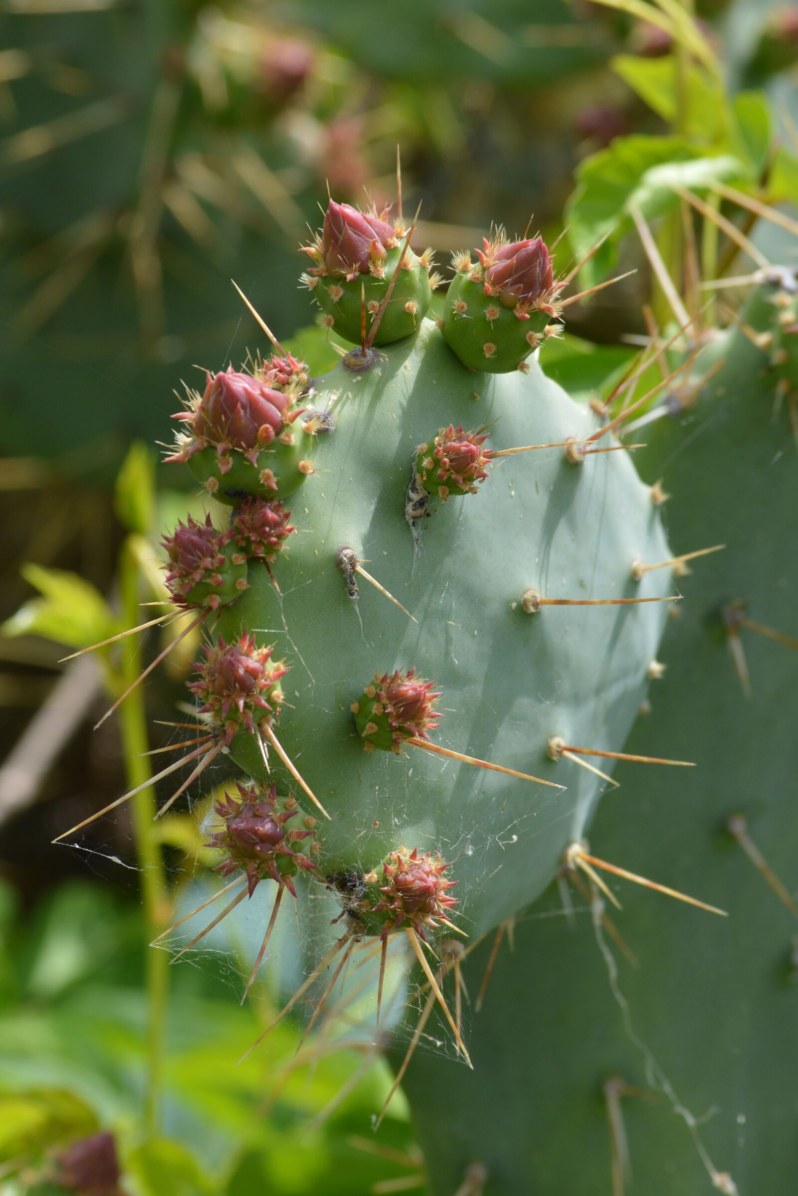 Nikon D3200 sample photo. Cactus, nature, green photography