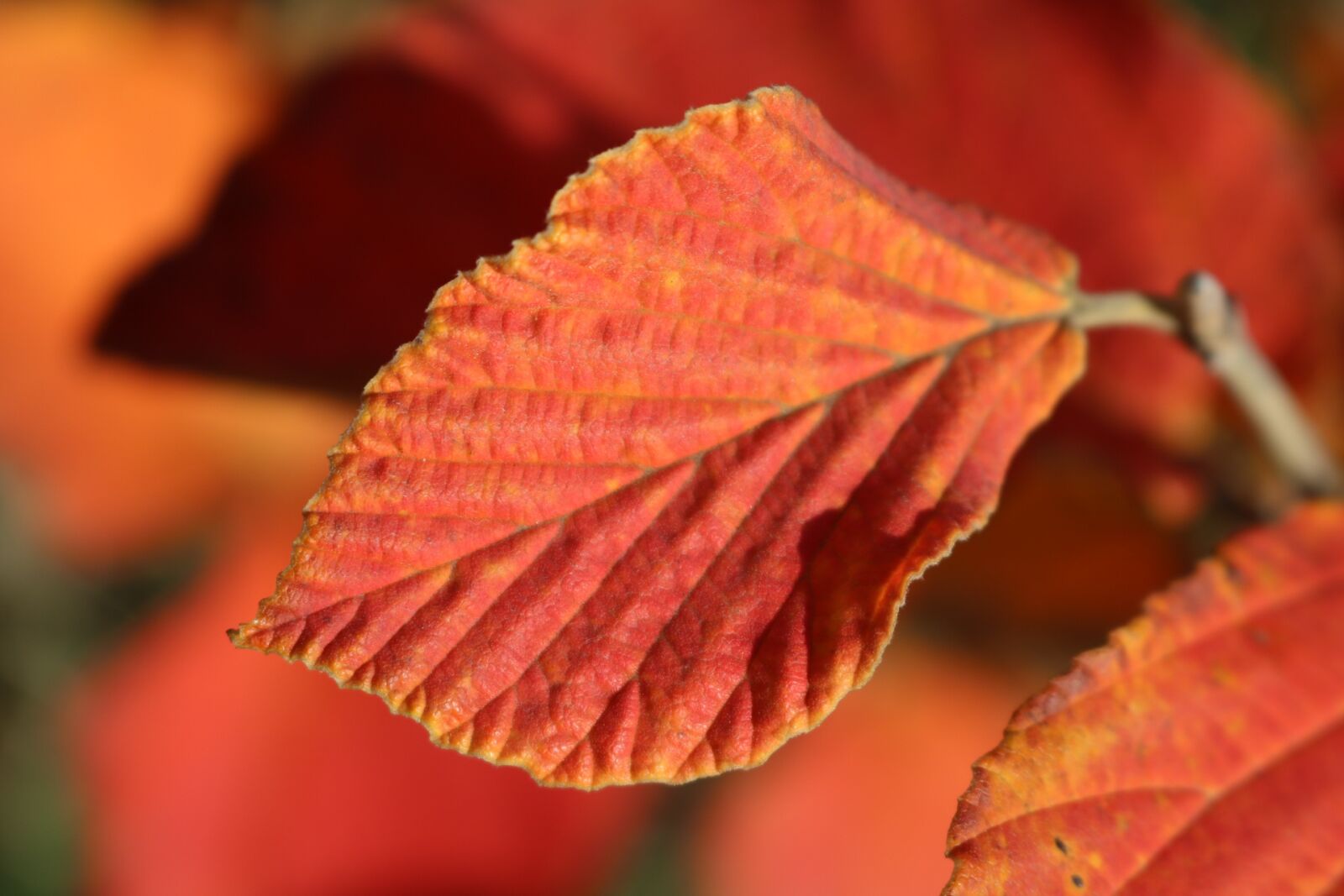 Canon EOS 750D (EOS Rebel T6i / EOS Kiss X8i) sample photo. Leaf, autumn, nature photography