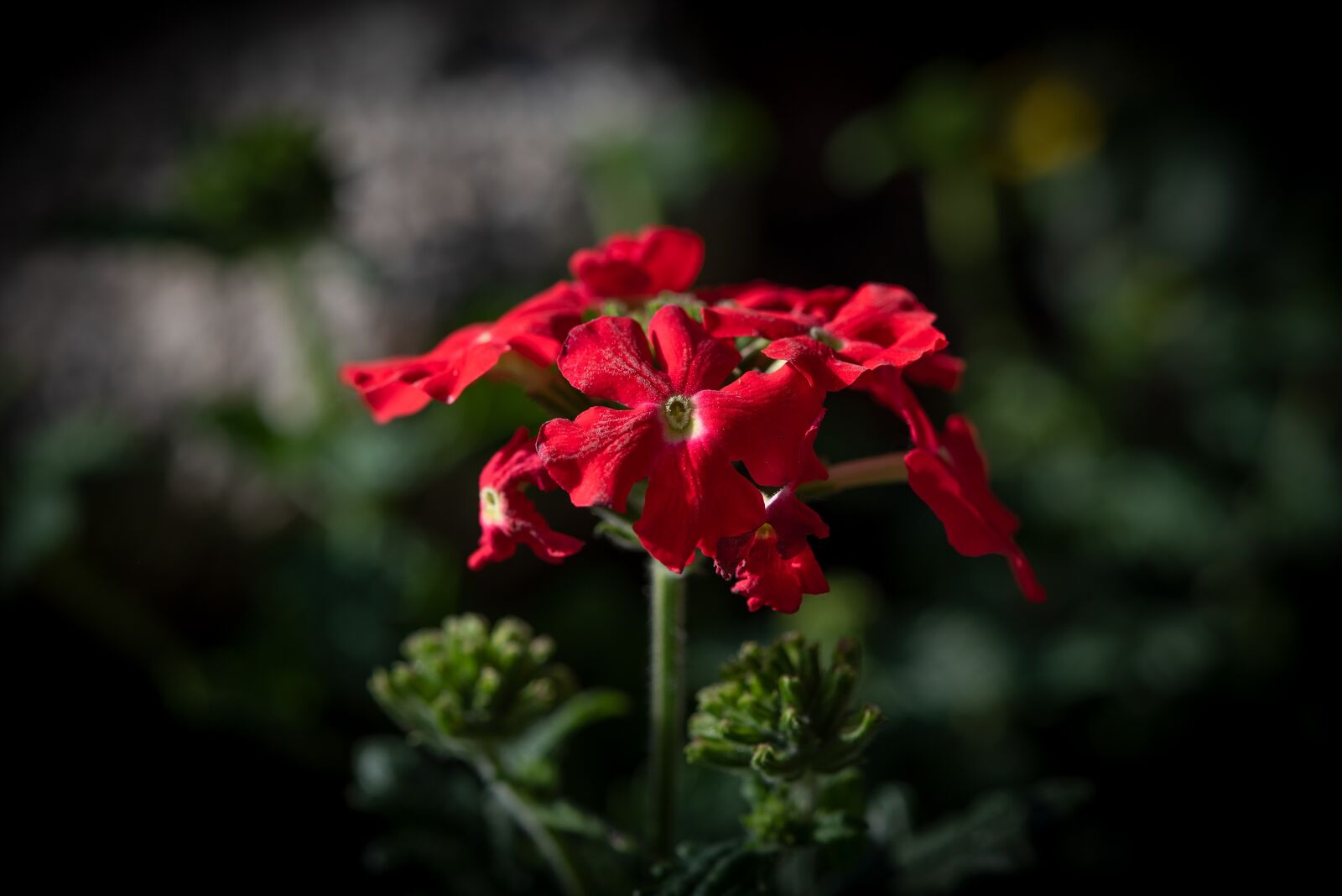 Nikon D750 sample photo. Flower, red, blossom photography