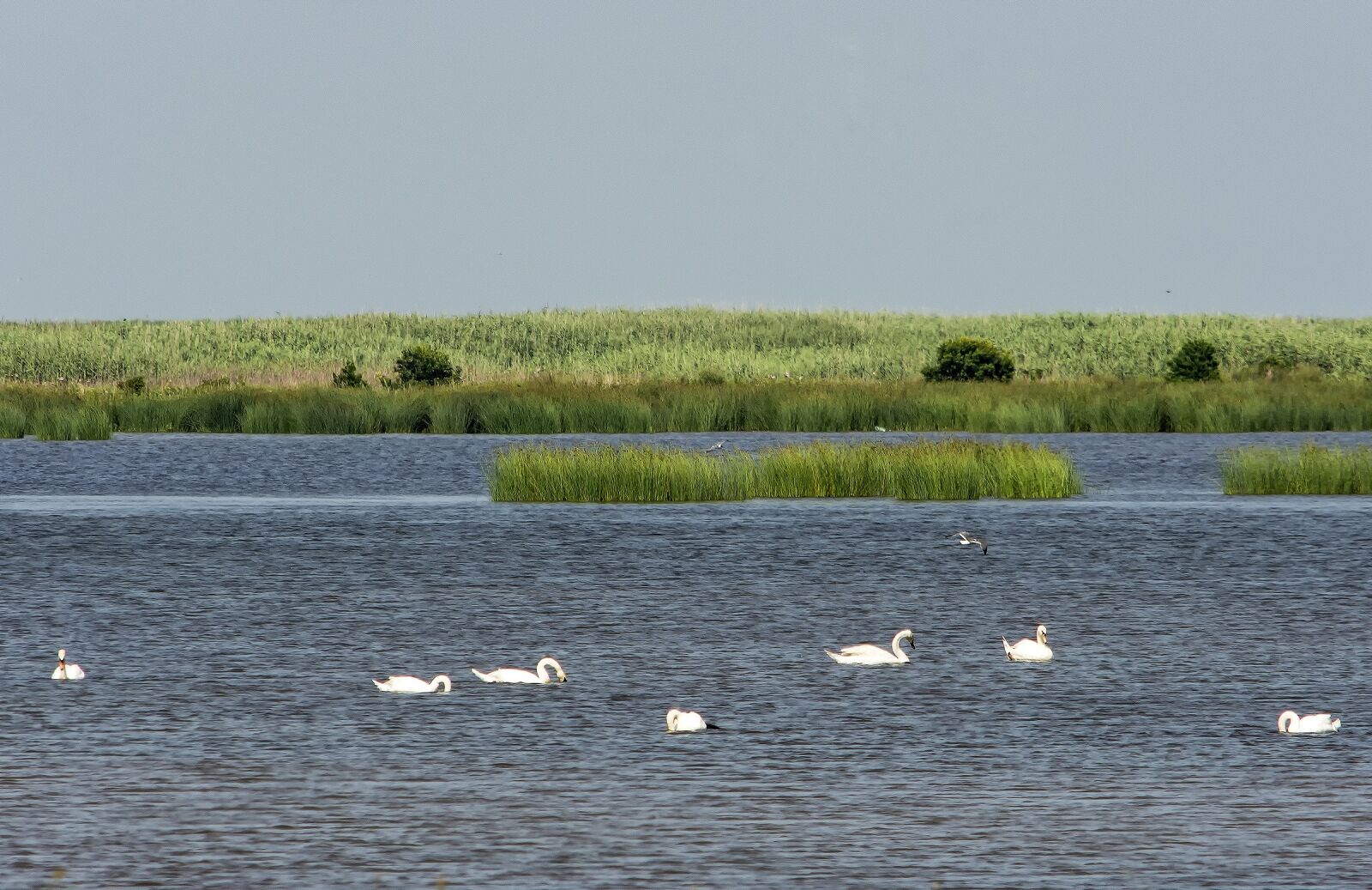 Nikon D7200 sample photo. Birds, wildlife, water photography