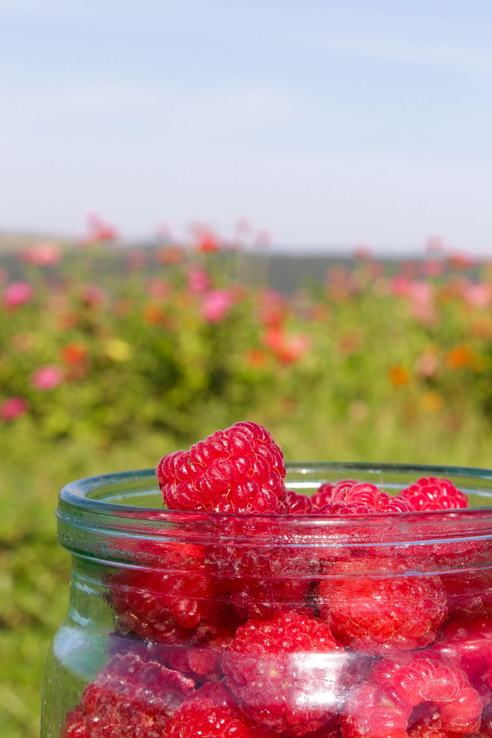 Canon EOS 700D (EOS Rebel T5i / EOS Kiss X7i) sample photo. Raspberry, summer, red photography