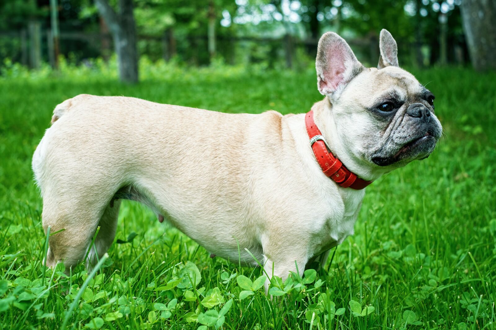 Fujifilm X-E1 + Fujifilm XF 35mm F1.4 R sample photo. French bulldog, gerda, forest photography