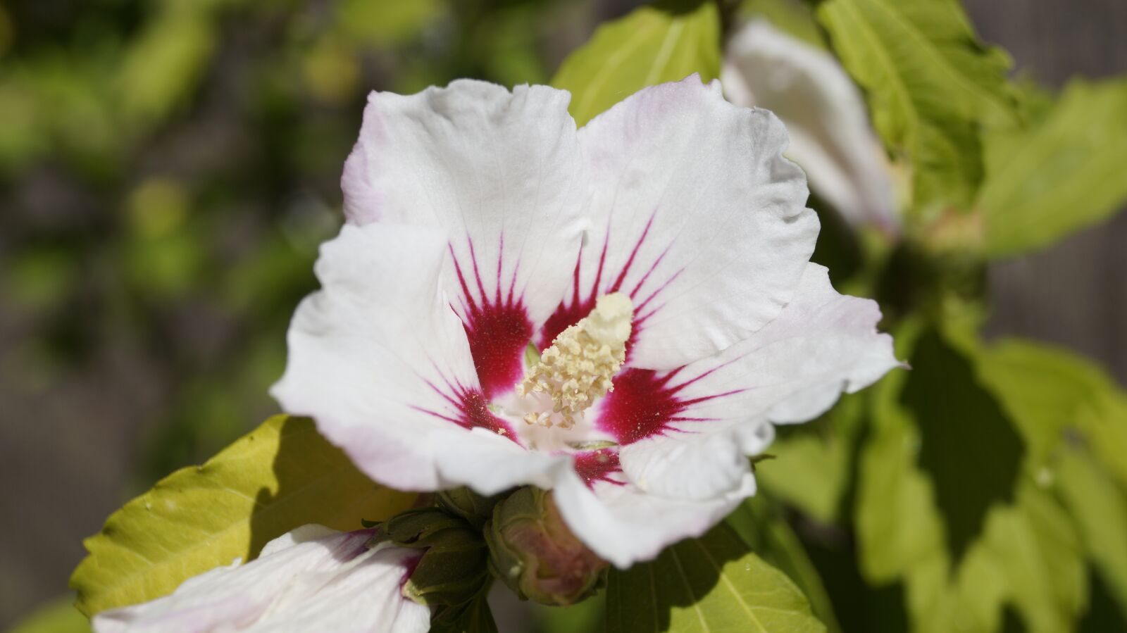 Sony DT 18-55mm F3.5-5.6 SAM II sample photo. Flower, white flower, white photography