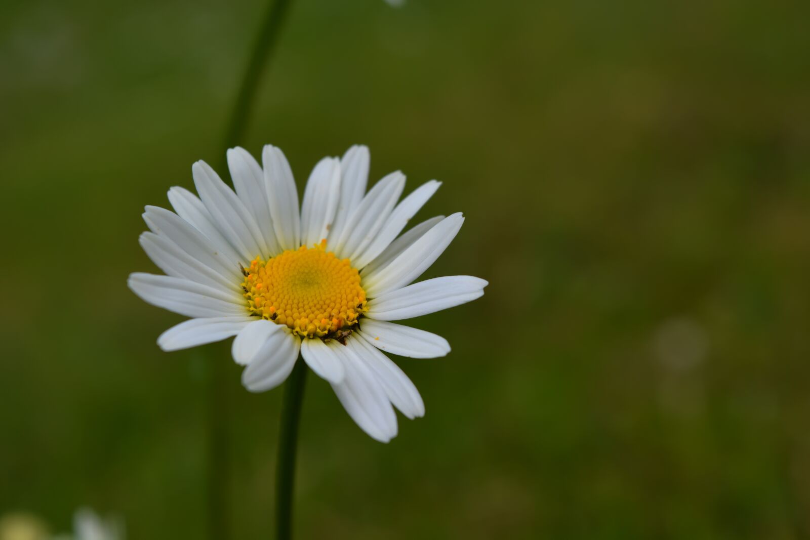 Nikon D5200 sample photo. Chamomile, spring, flowers photography