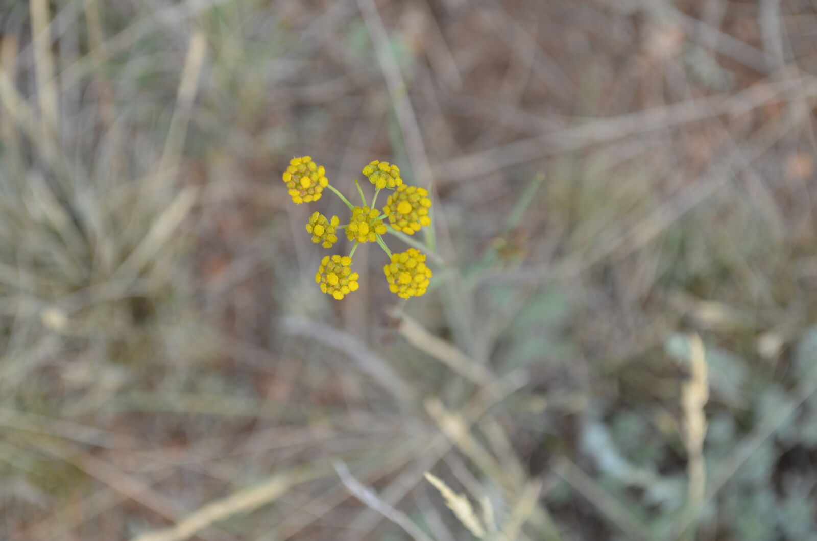 Nikon D5100 sample photo. Field, mongolia photography