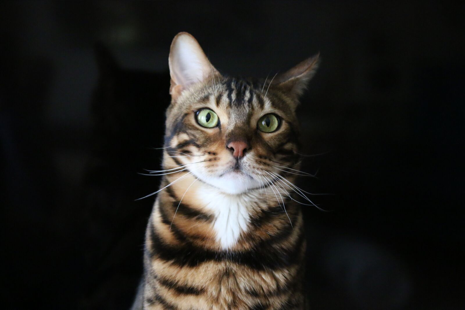 Canon EOS 70D sample photo. Wild cat, bengal cat photography