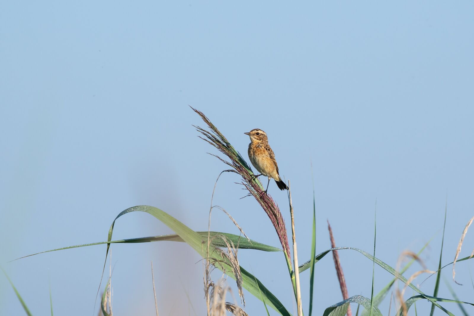 Canon EOS 7D Mark II + Canon EF 70-300mm F4-5.6L IS USM sample photo. Whinchat, bird, reed photography