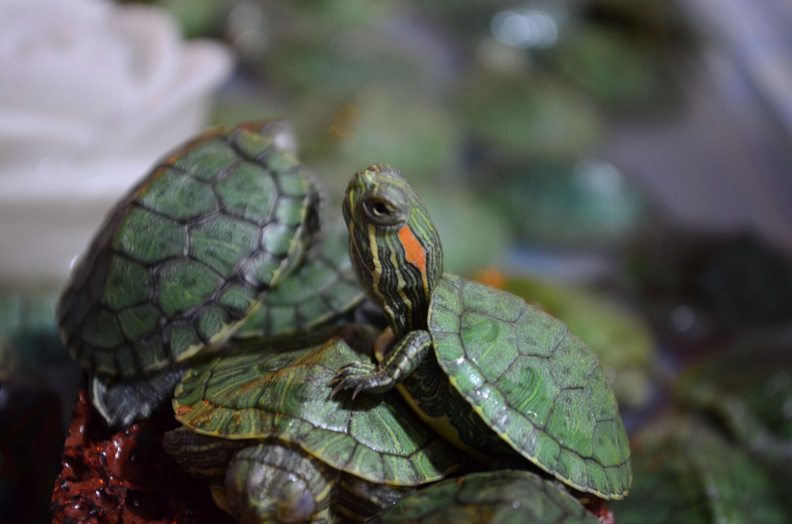 Nikon D5100 sample photo. Turtles, turtle, green photography