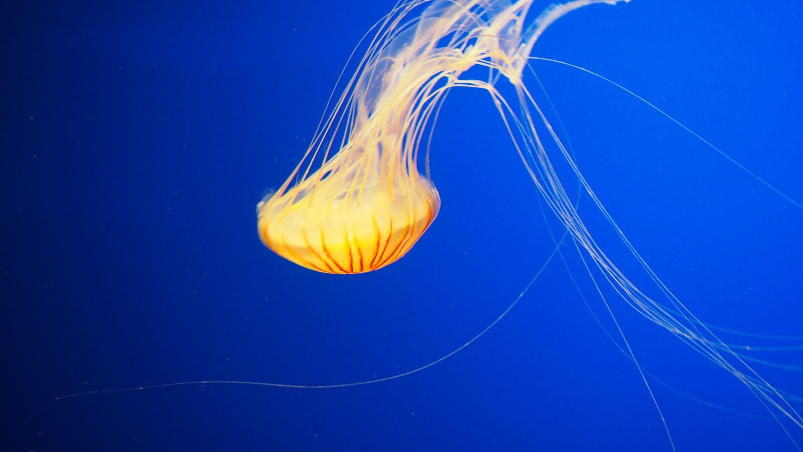 Olympus OM-D E-M10 II sample photo. Jellyfish, water, underwater photography